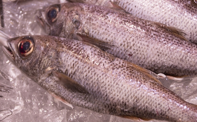 魚介で地方活性化：伝統的な保存食「梶賀のあぶり」が限界集落を救う