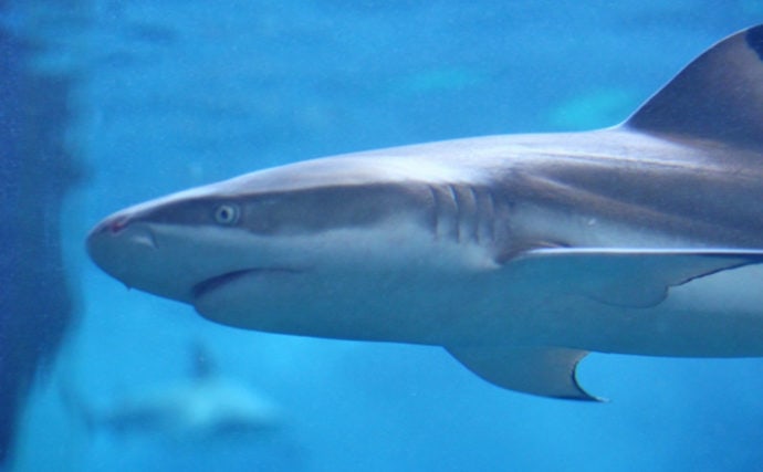 サメは 哺乳類 ではなく 魚類 イルカやシャチとの違いとは Tsurinews