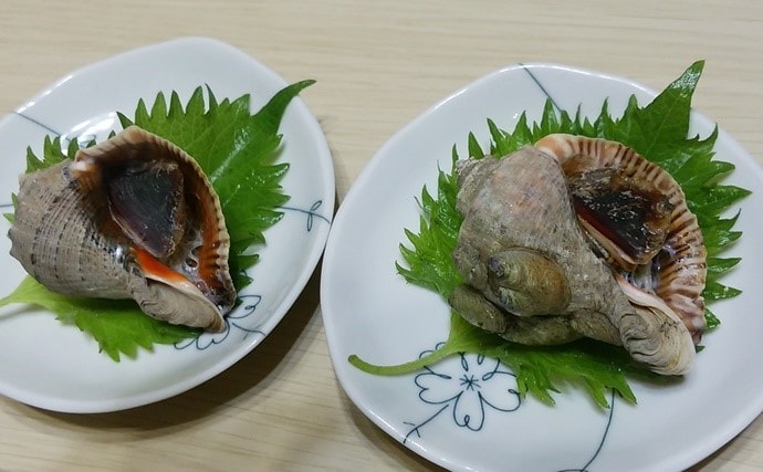 潮干狩り上級者にオススメの アカニシ貝 採取方法 下処理 レシピも Tsurinews Part 2