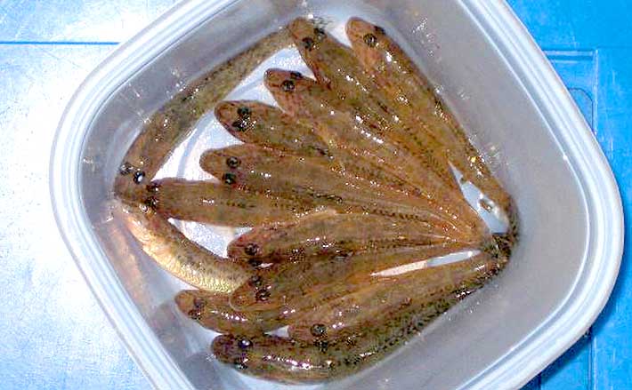 ナツハゼ 夏ハゼ 涼しかっ 【茨城直接引渡し可】