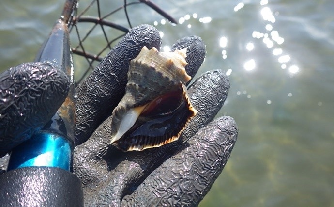 アサリの天敵『アカニシ貝』潮干狩り　群生地発見で55個【海の公園】
