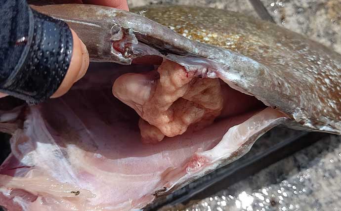 厄介な定番ゲスト魚「アイゴ」の下処理方法　安全に美味しく食べるために