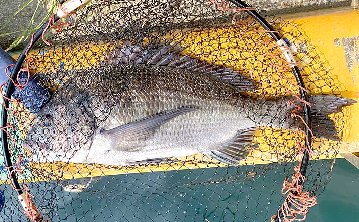 波止フカセ釣りで46cmチヌ手中 エサ取りパラダイスに苦戦【大分