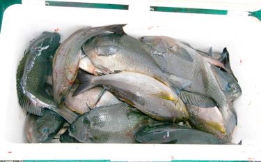 宮崎県は磯釣りパラダイス　大型の数釣りも可能な代表的な3エリアを紹介