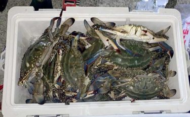 浜名湖伝統『たきや漁』初挑戦　クルマエビ52匹＆ワタリガニ33匹【静岡】