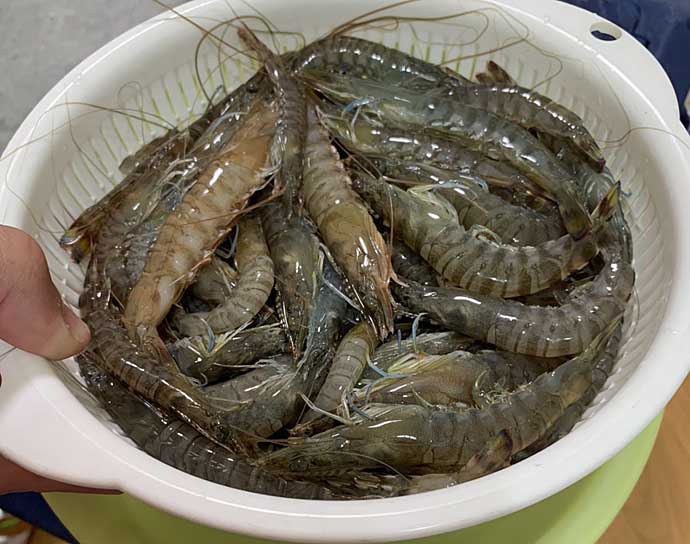 浜名湖伝統『たきや漁』初挑戦　クルマエビ52匹＆ワタリガニ33匹【静岡】