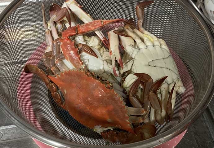 浜名湖伝統『たきや漁』初挑戦　クルマエビ52匹＆ワタリガニ33匹【静岡】