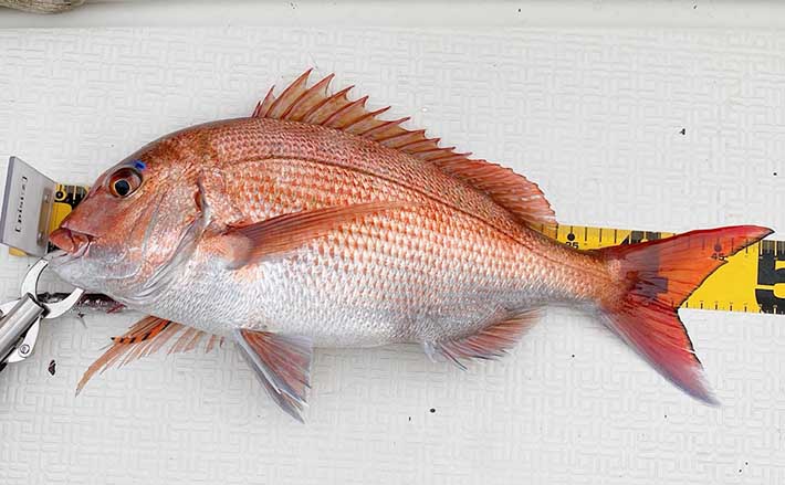 尾鷲湾ボートルアーフィッシングで50cmマダイ 三重 エヌテックマリン Tsurinews