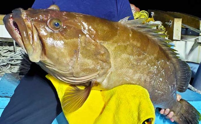 【響灘】沖釣り最新釣果　泳がせ釣りで超大型『アラ』23kg堂々浮上