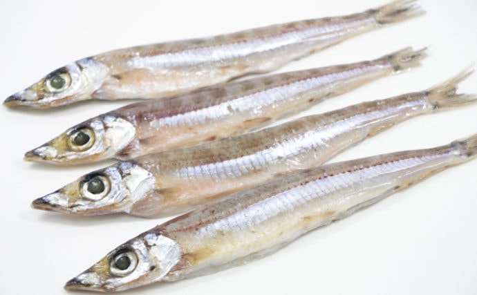 解禁直後の日本海「底引き網漁」で『ニギス』豊漁　通が知る美味しい魚？