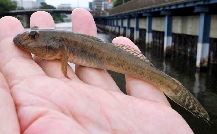 仕事帰りのハゼ釣りで10cm級入れ食い 32尾手中【東京・クローバー