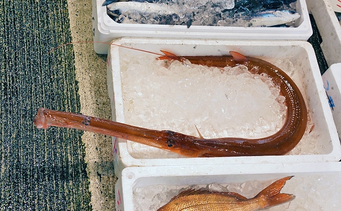 ウマヅラの高級魚「アカヤガラ」は初秋が旬　見た目は悪いが味は上品