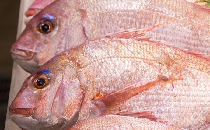 新たに15魚種が漁獲量規制の可能性　ブリやマダイやヒラメも対象