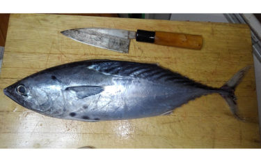 魚介で地域活性化：愛媛の『媛スマ』は全身大トロ　養殖魚としても注目