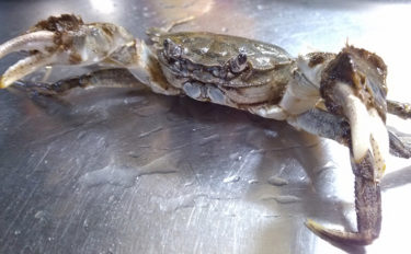秋の味覚『モクズガニ漁』がスタート　実は高級「上海蟹」と同じ味？