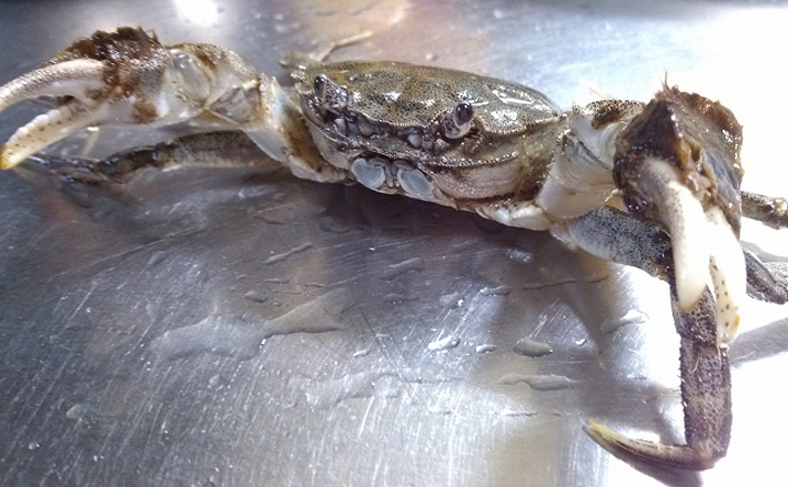 秋の味覚 モクズガニ漁 がスタート 実は高級 上海蟹 と同じ味 Tsurinews