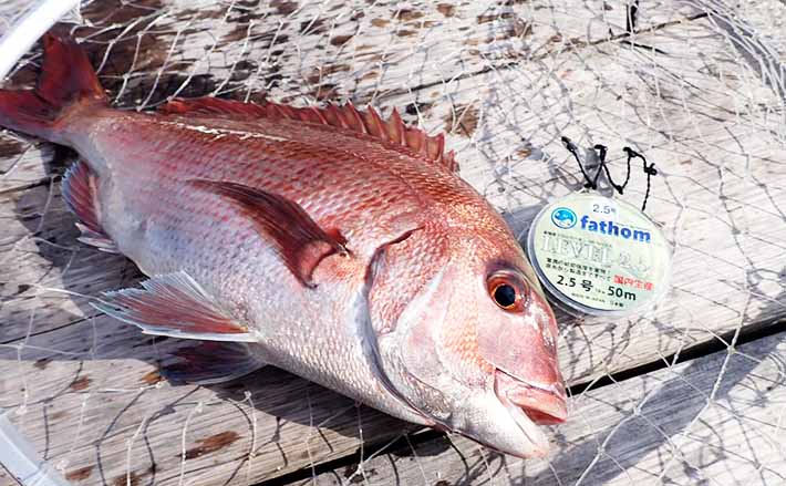 海上釣り堀の「スレた」サカナをミャク釣りで攻略【海上つり堀まるや
