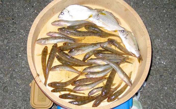 ヘラブナ竿でハゼ釣りに挑戦　2時間31匹で盛期を実感【和歌山・紀ノ川】