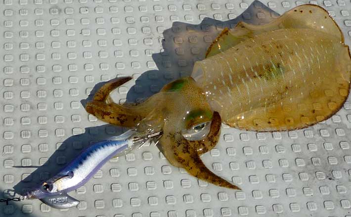 関西秋 ボートエギングで押さえるべきアオリイカ狙いの地形3選 Tsurinews