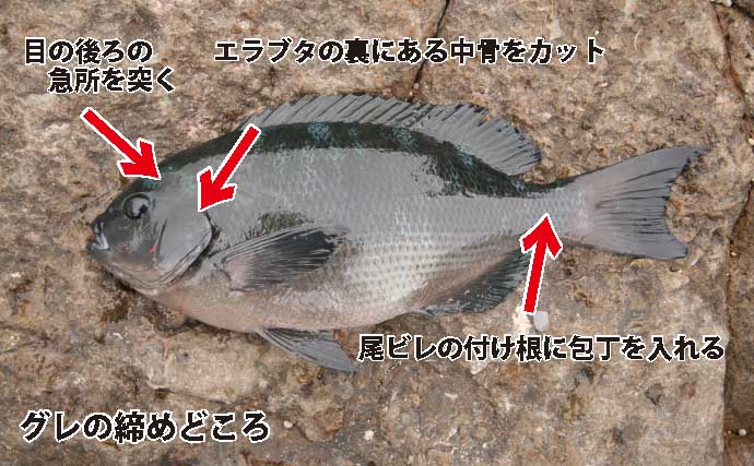 旬の釣魚を美味しく食べよう 秋磯の グレ を新鮮に持ち帰る方法 Tsurinews Part 2