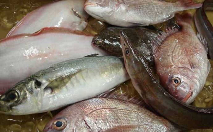 新たに15魚種が漁獲量規制の可能性　ブリやマダイやヒラメも対象