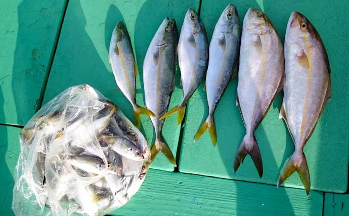 【三重】イカダ＆カセ最新釣果　良型マダイにカンパチにクロダイ数釣りも