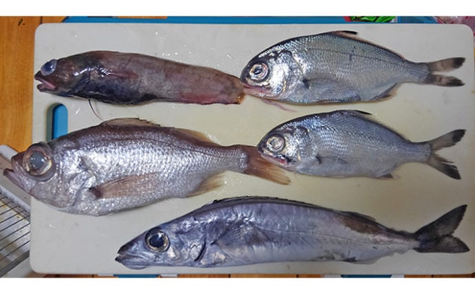 魚介で地方活性化 静岡県戸田の 深海魚直送便 が美味しい 面白い Tsurinews
