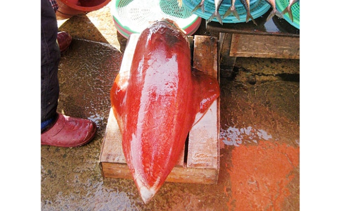 食用イカ界最大級の ソデイカ は秋が旬 冷凍した方が美味になる Tsurinews