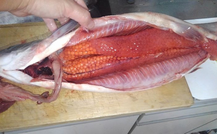 魚介類の 食べるな危険 部位 卵巣 は美味だが毒を含むものも Tsurinews