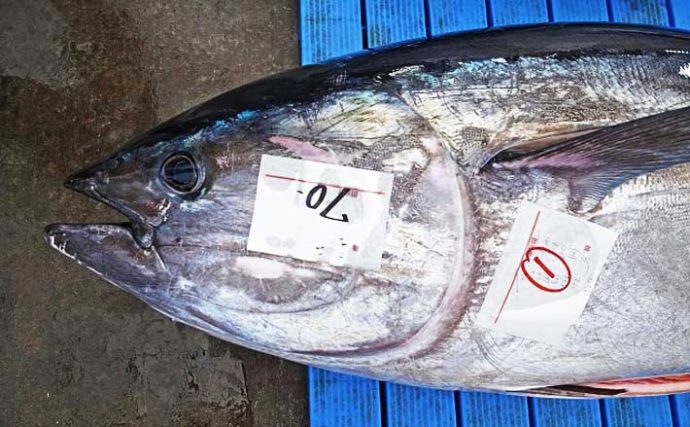 『太平洋クロマグロ』漁獲枠拡大は見送り　マグロの価格は上がるのか？