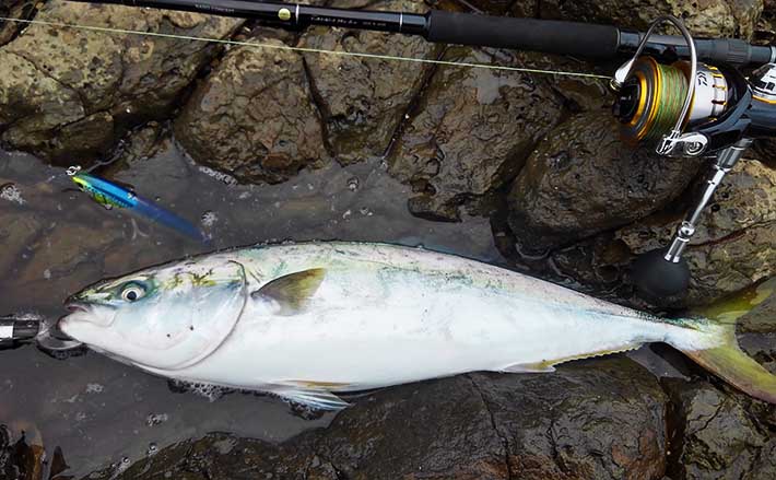 地磯の青物ゲームで ブリ族 4本 マヅメ逃すも好捕 熊本 牛深 Tsurinews