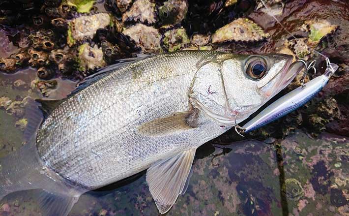 磯フカセ釣りで小メジナ50匹越え ルアーでは40cmヒラスズキも【宮崎】 | TSURINEWS