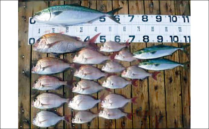 【愛知】沖のエサ釣り最新釣果　良型混じりでタチウオ97匹と絶好機到来