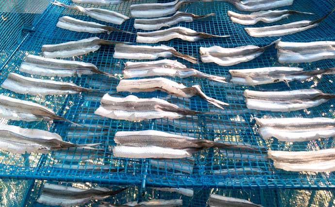陸っぱり「サヨリ」釣りで本命183匹の大漁釣果に満足【福井・丹生漁港】