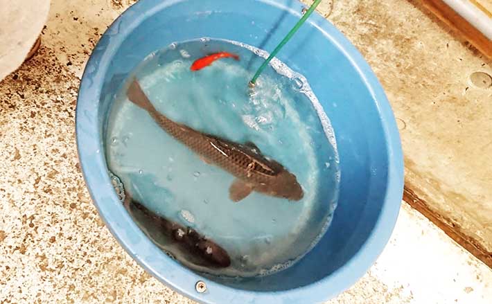 室内釣り堀でコイ 金魚釣り 小型魚の数釣りが上級者の証 長野 Tsurinews Part 2