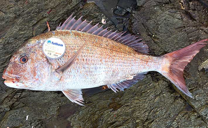 磯フカセ釣りで69cmマダイ浮上 夜明け前のパワーファイト制す【山口