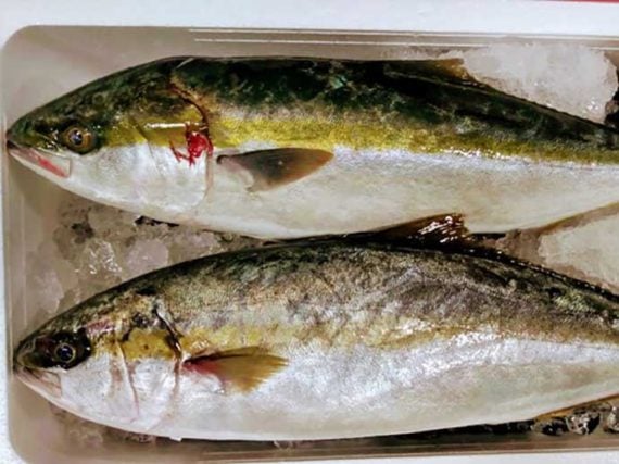 プロが教える「旬魚」の見分け方：ハマチ 切り身は「色」に注目 | TSURINEWS