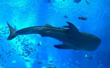 日本海で『ジンベエザメ』の目撃相次ぐ　そのフカヒレは超高額だった？