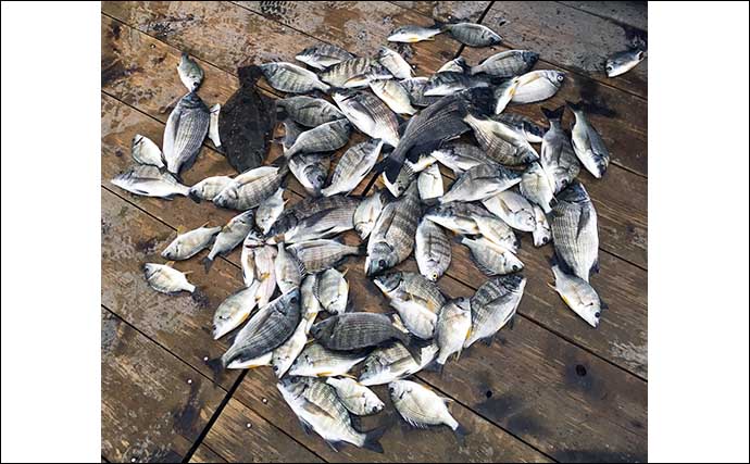 【三重2020秋】盛期の『カカリ釣り』クロダイ入門　数釣り達成の攻略法