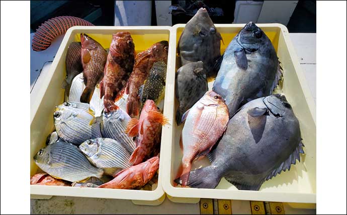 【愛知】沖のエサ釣り最新釣果　カカリ釣りでマダイ＆青物が爆釣