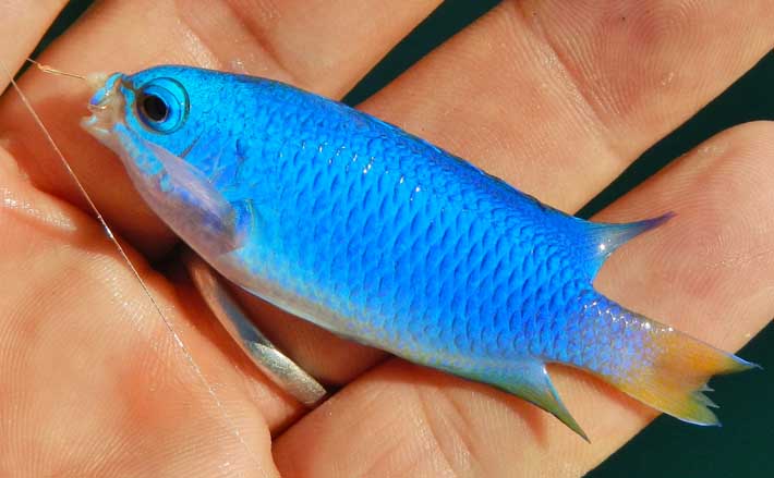 波止小物釣りでカラフル釣果 釣り方問わずが面白い 三重 紀伊長島 Tsurinews