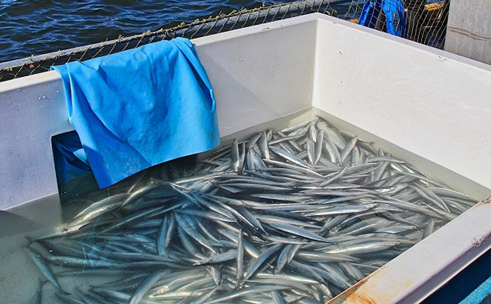 7～10月の全国サンマ漁獲量は過去最低に　背景にある『魚種交替』とは？