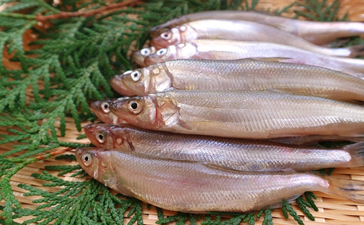 北海道むかわ町の 本ししゃも が記録的不漁 ブランド魚としても有名 Tsurinews