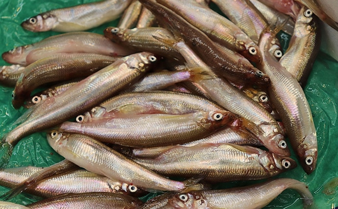 北海道むかわ町の『本ししゃも』が記録的不漁　ブランド魚としても有名