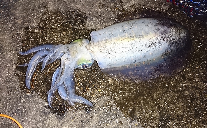 沖縄でアオリイカが豊漁 ご当地グルメ 墨汁 はインパクト強め Tsurinews