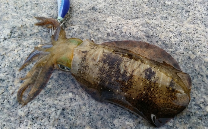 沖縄でアオリイカが豊漁　ご当地グルメ『墨汁』はインパクト強め？