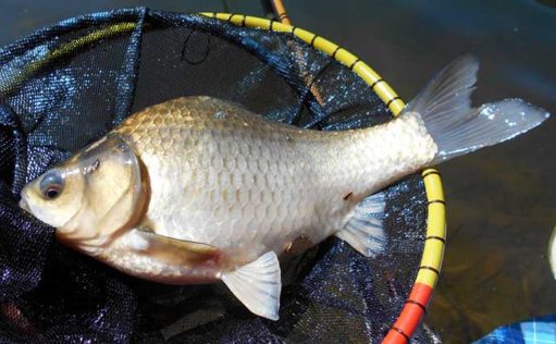 「ヘラブナ」は「フナ」と違う？ 原種「ゲンゴロウブナ」は絶滅の危機 | TSURINEWS