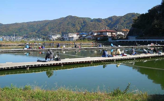 【関西2020冬】竜田川釣り池攻略ガイド：冬のヘラブナは植物性エサが吉