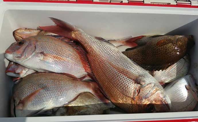 プロが教える「旬魚」の見分け方：マダイ　正月の焼き魚には養殖モノ？