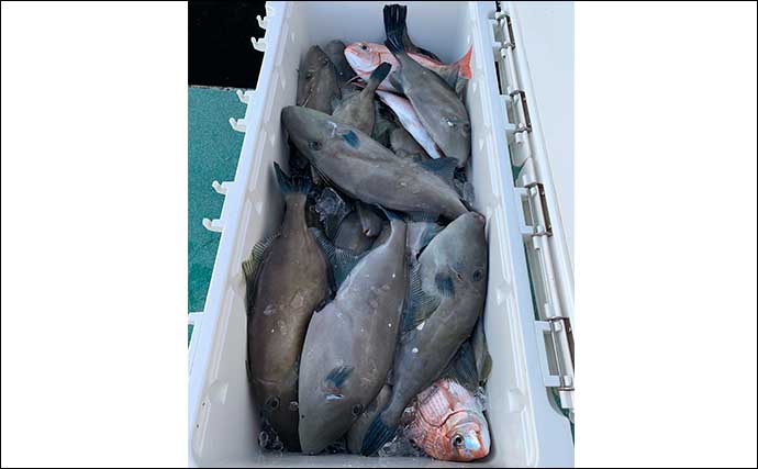 ウマヅラハギ釣りでトップ70匹超　釣趣＆食味を満喫【広島・ことぶき】